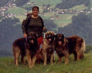  quatre leonbergs dans la montagne autrichienne