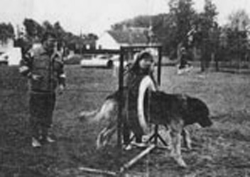  Le Leonberg, Gavroche de la PetiteSaunerie au passage du pneu. Club de Bois-Guillaume (76) en 1995