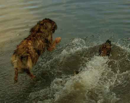 Eole Lion D�bonnaire, leonberg plongeur