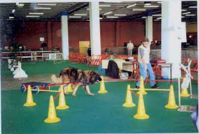  Le leonberg Radja en parcpours d'obstacles