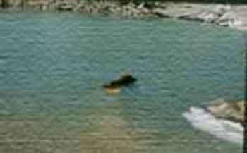 Socrate, leonberg nageant pr�s de blocs de glace � plus de 3000 m d'altitude, dans le Valais