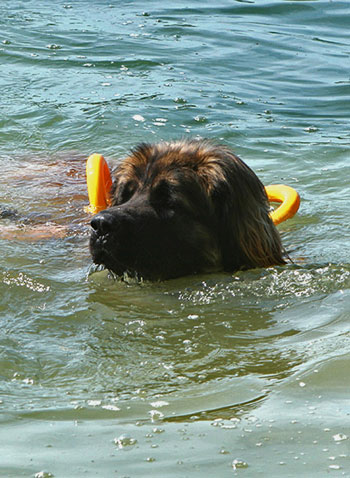 Eole Lion D�bonnaire, leonberg plongeur