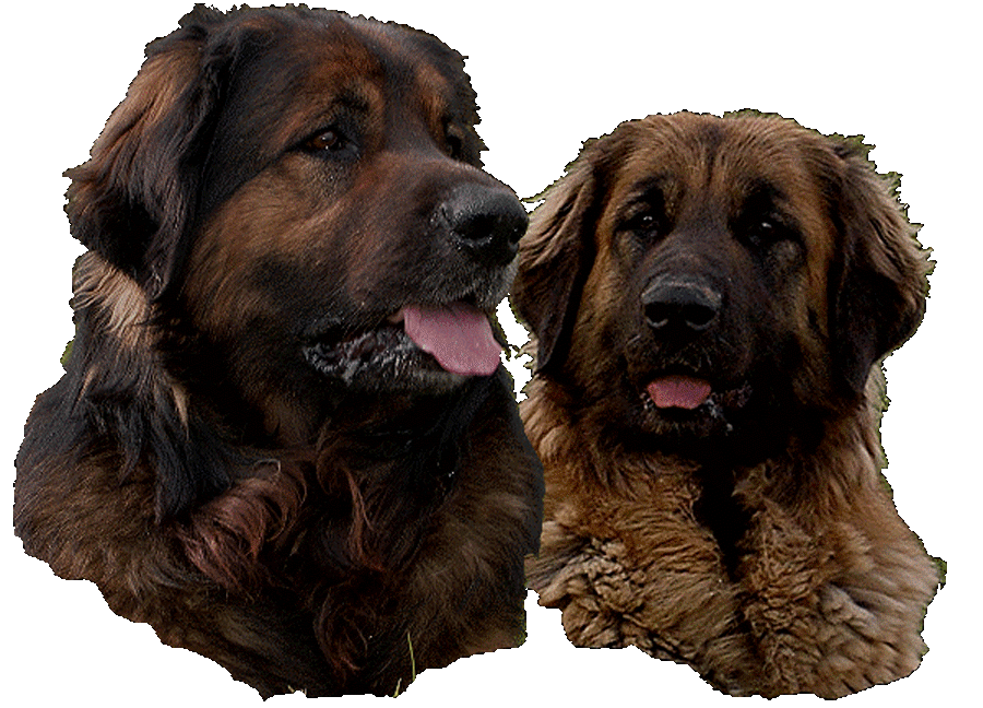 Leonberg, Robin, Champion International de beauté et, sa fille Uppeline, lice leonberg recommandée. Chiens de l'élevage de leonberger des Neiges de Chantelouve Leonberg, Robin, Champion International de beauté et, sa fille Uppeline, lice leonberg recommandée. Chiens de l'élevage de leonberg des Neiges de Chantelouve
