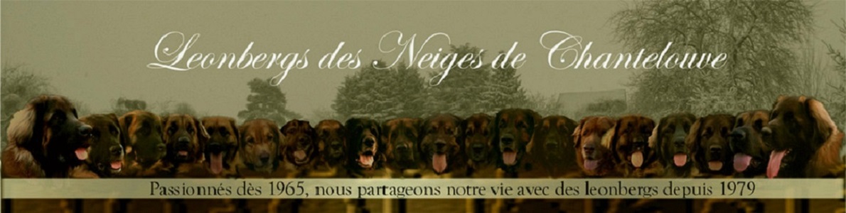 Elevage canin de leonberg des Neiges de Chantelouve Elevage canin de leonberg des Neiges de Chantelouve
