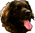 Leonberg CH Adèle H-Floréal des Neiges de Chantelouve