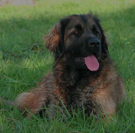 On ne peut que tout pardonner  une aussi belle tte de Leonberg, non?
