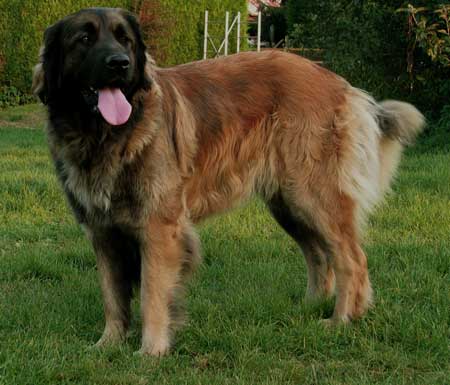 Une belle stature du Leonberg