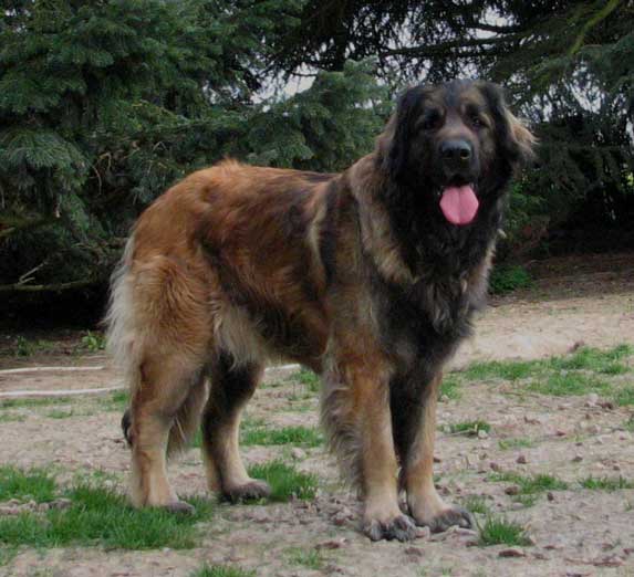 Leonberger Adle H Floral des Neiges de Chantelouve