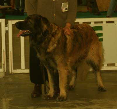  Leonberger, Adle H-Floreal des Neiges de Chantelouve en exposition de beaut