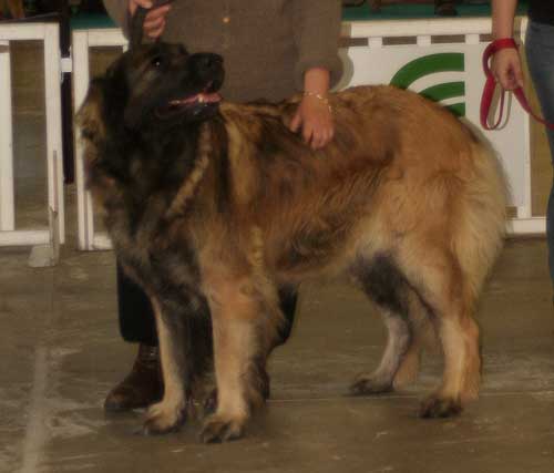  Leonberger, Adle H-Floreal des Neiges de Chantelouve en exposition de beaut