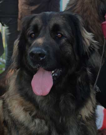 Leonberger, Adèle H-Floreal des Neiges de Chantelouve en exposition de beauté