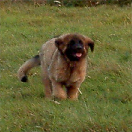 Adle, chiot, tait dj un trs joli leonberger