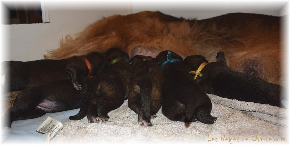 Nos chiots leonberg Agate-Olive