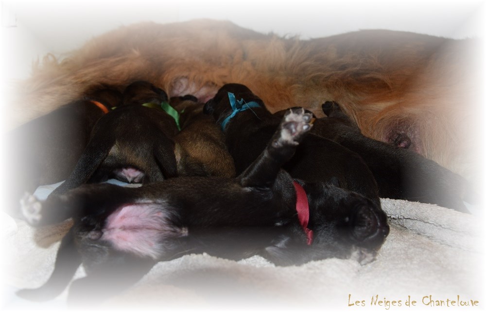 Nos chiots leonberg Agate-Olive