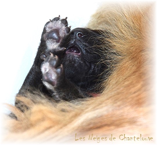 Nos chiots leonberg Agate-Olive