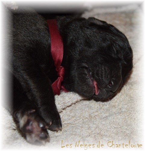 Nos chiots leonberg Agate-Olive