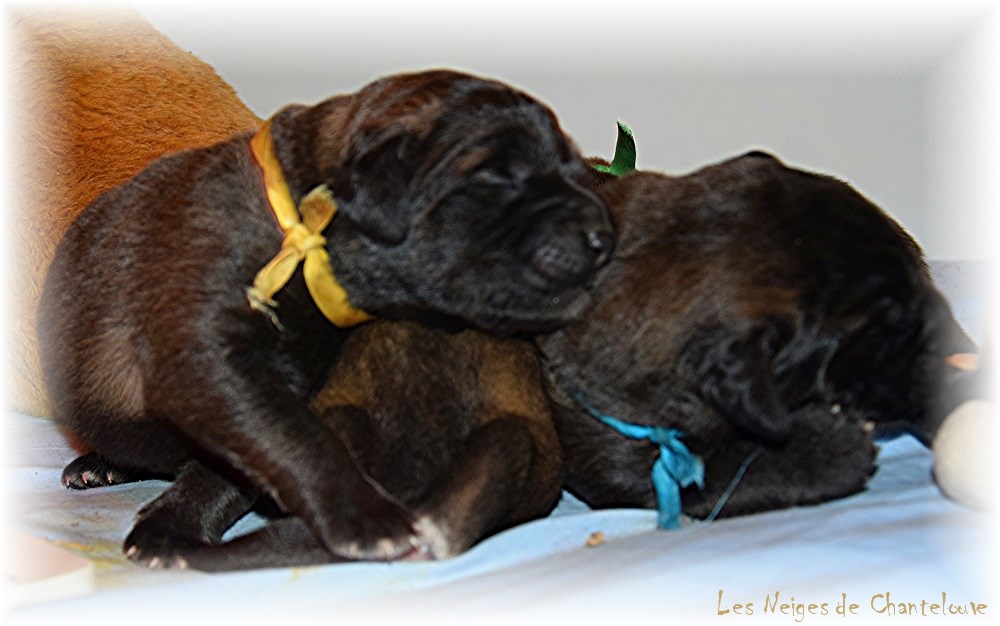 Nos chiots leonberg Agate-Olive
