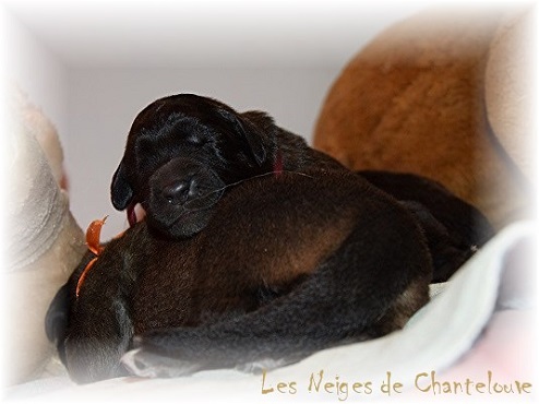 Nos chiots leonberg Agate-Olive