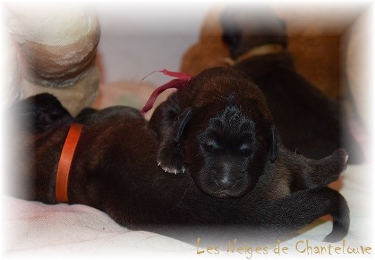 Nos chiots leonberg Agate-Olive