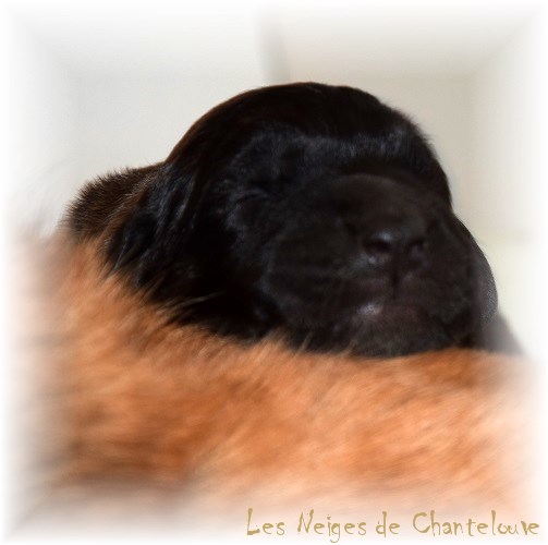 Nos chiots leonberg Agate-Olive
