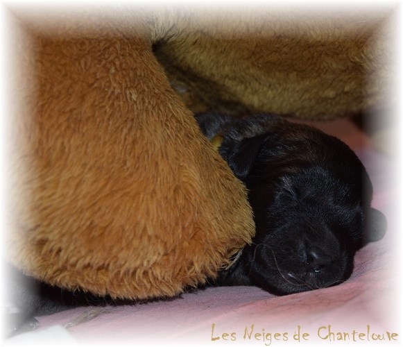 Nos chiots leonberg Agate-Olive