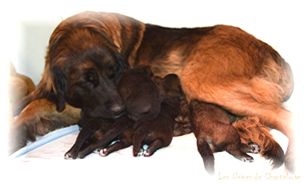 Nos chiots leonberg Agate-Olive