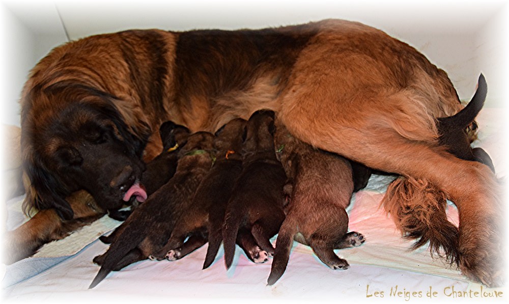 Nos chiots leonberg Agate-Olive