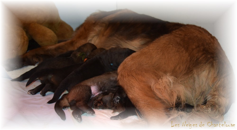 Nos chiots leonberg Agate-Olive