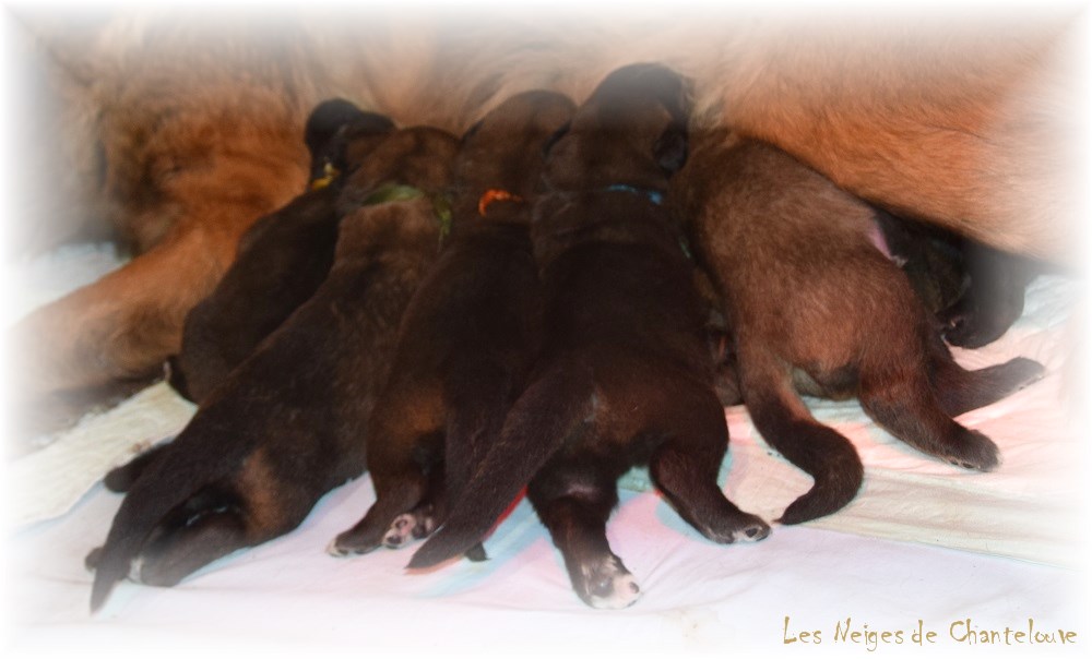 Nos chiots leonberg Agate-Olive