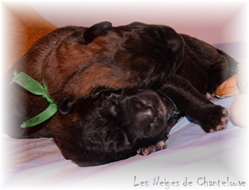 Nos chiots leonberg Agate-Olive