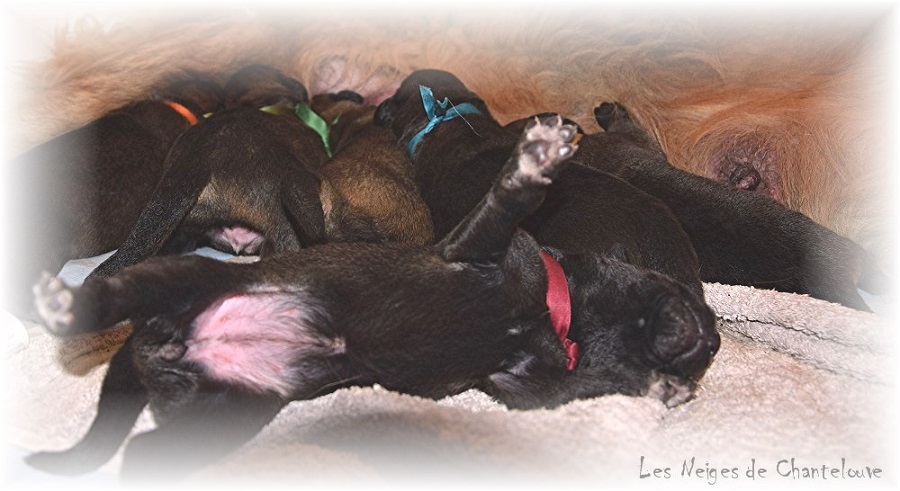 Nos chiots leonberg Agate-Olive