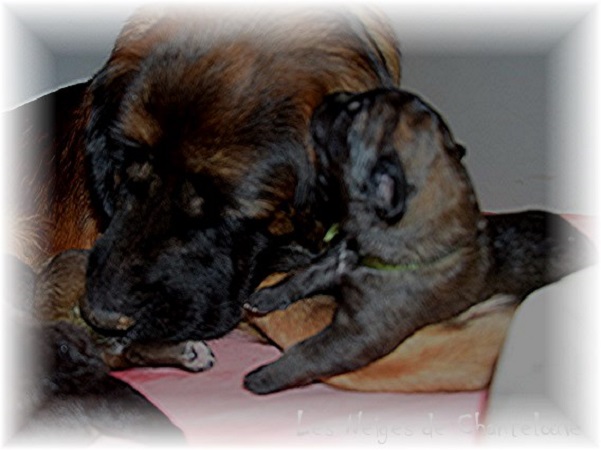 Nos chiots leonberg Agate-Olive