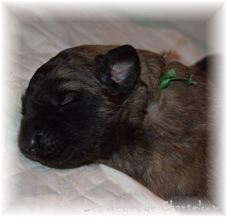 Nos chiots leonberg Agate-Olive