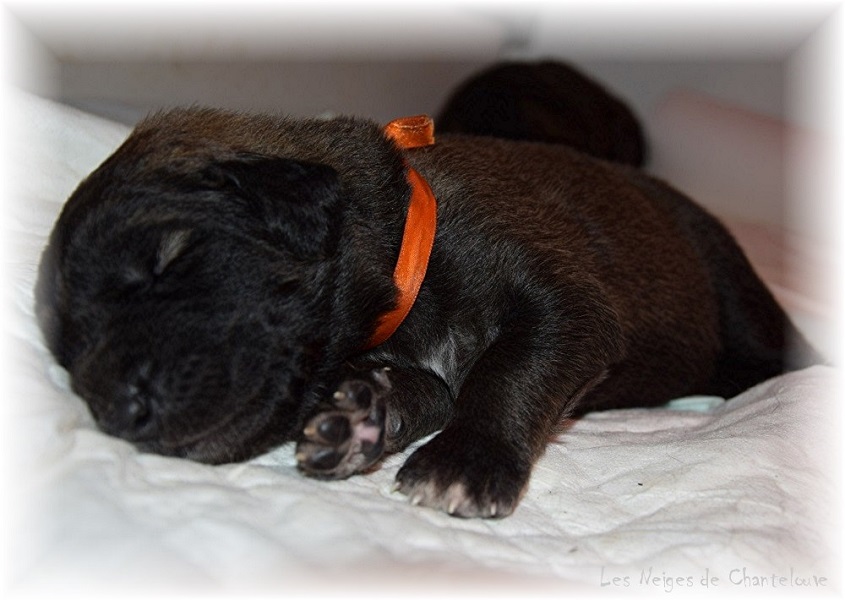 Nos chiots leonberg Agate-Olive