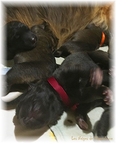 Nos chiots leonberg Agate-Olive