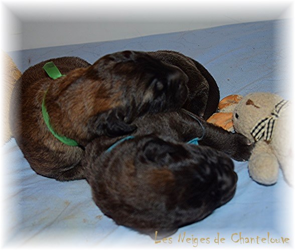 Nos chiots leonberg Agate-Olive