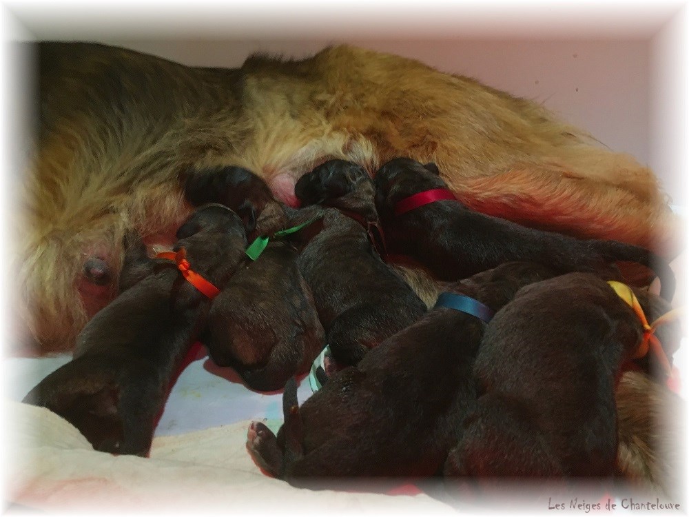 Nos chiots leonberg Agate-Olive