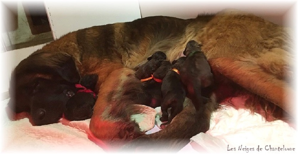 Nos chiots leonberg Agate-Olive