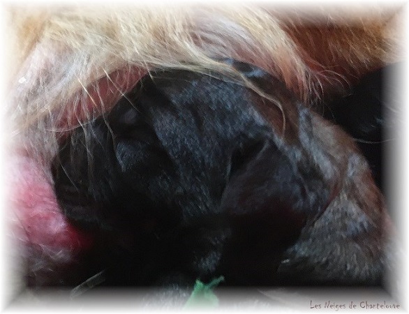 Nos chiots leonberg Agate-Olive