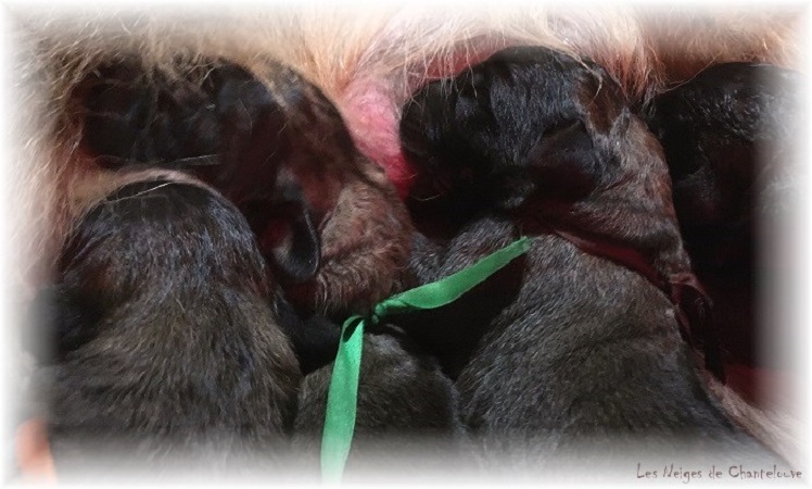 Nos chiots leonberg Agate-Olive