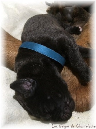 Nos chiots leonberg Agate-Olive
