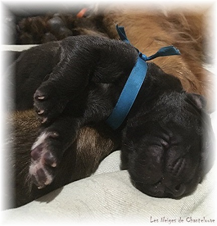 Nos chiots leonberg Agate-Olive