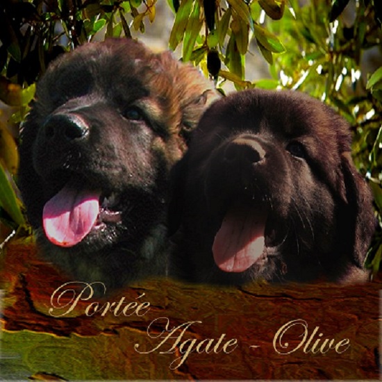 Naissance des chiots Leonberg Agate-Olive des Neiges de Chantelouve