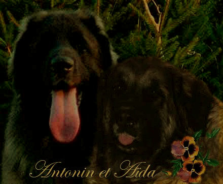 Naissance des chiots Leonberg  d'Antonin-Floral des Neiges de Chantelouve