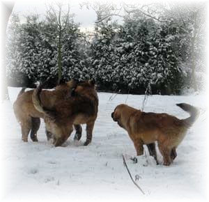 Jeunes leonberger jouant dans la neige