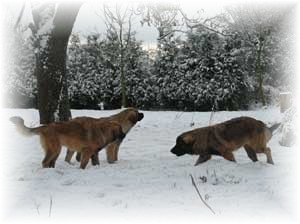 Jeunes leonberger jouant dans la neige