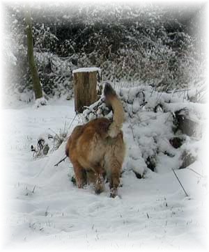 Jeunes leonberger jouant dans la neige