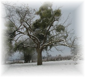 Le royaume des leonberg des Neiges de Chantelouve
