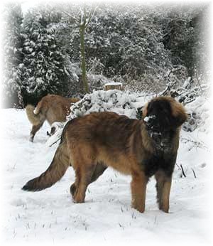 Etiennette, jeune leonberg des neiges