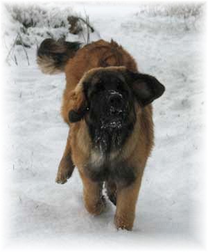 Les leonberg et la dame blanche